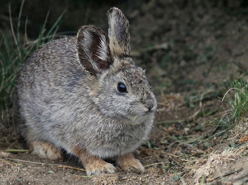 Rabbit_Randy Bjorklund_shutterstock