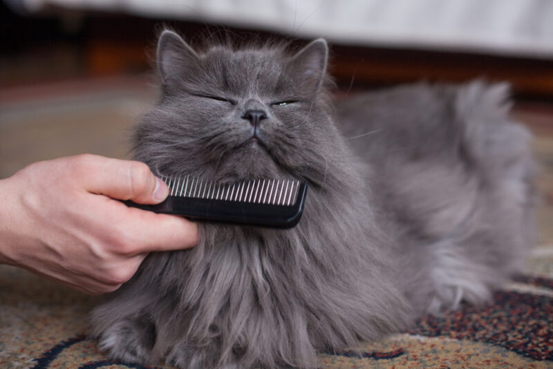 Combing a siberian cat