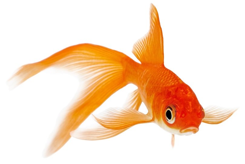 Comet Goldfish_Vangert_shutterstock