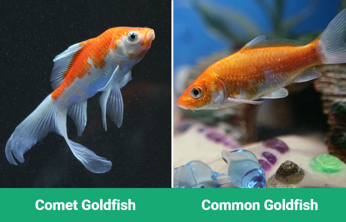 Comet vs Common Goldfish - Visual Differences