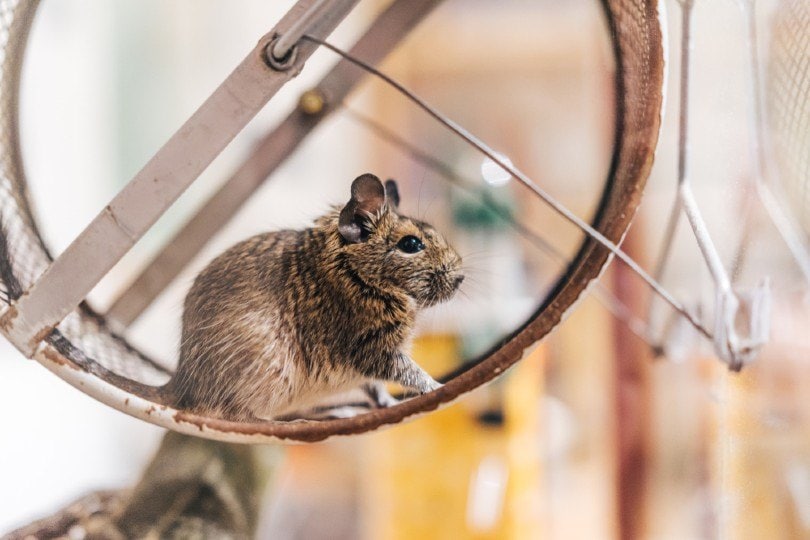 Common Degu sitting in a running wheel
