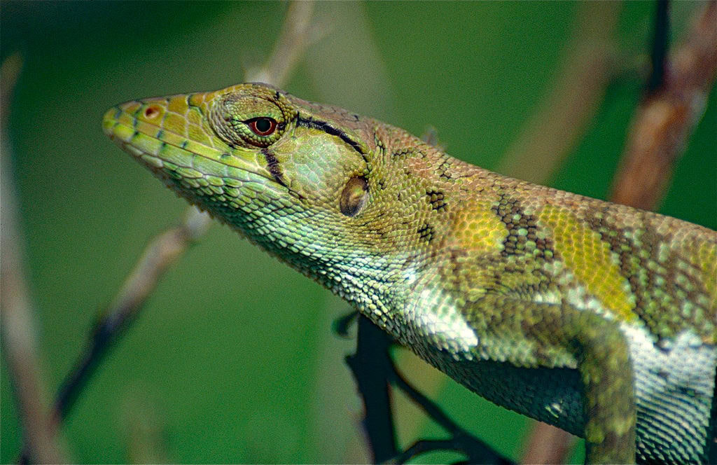 Common Monkey Lizard
