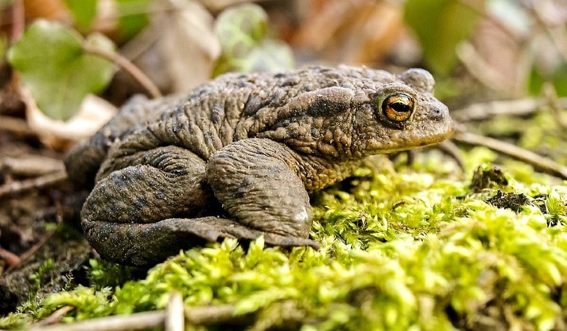 Common Toad