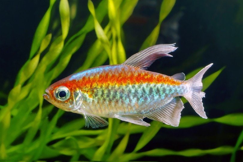 Congo Tetra