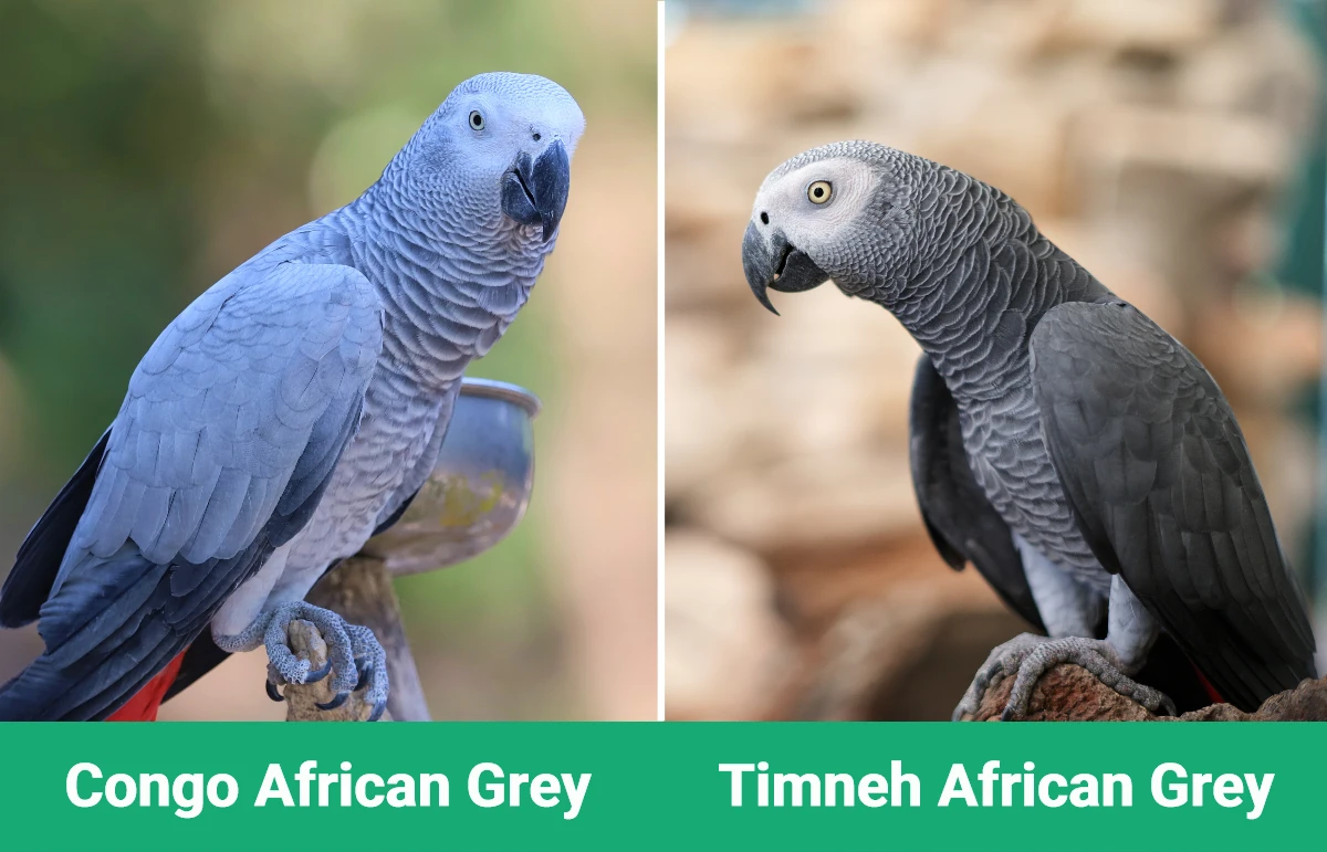 Congo vs Timneh African Grey - Visual Differences