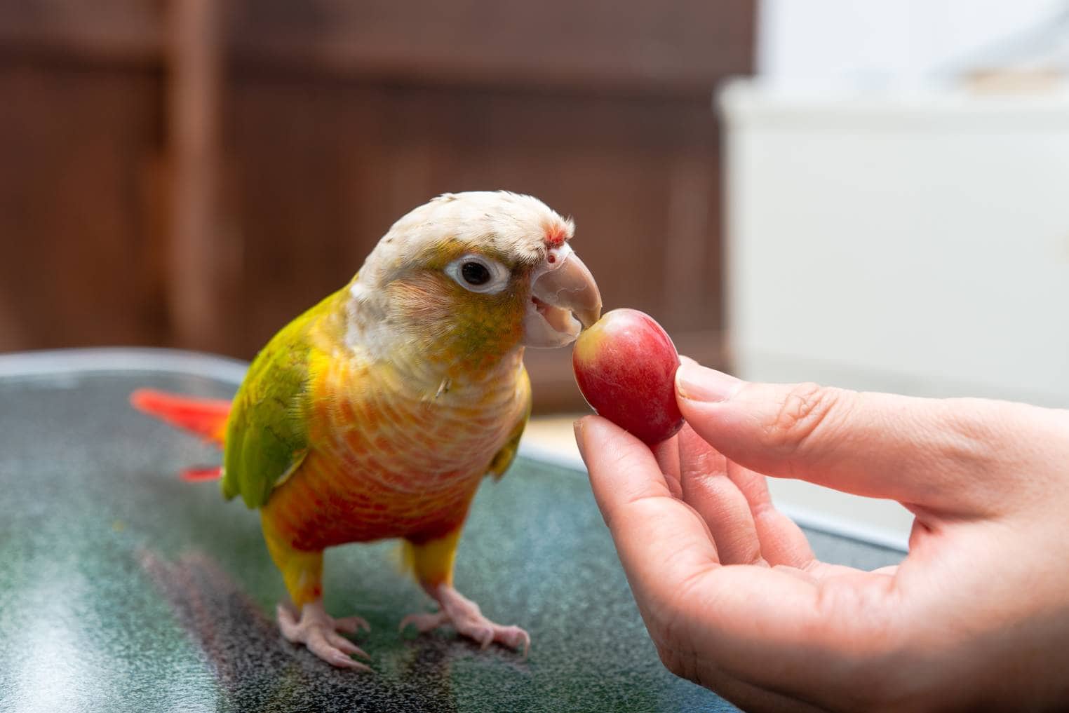 Conure eat grape