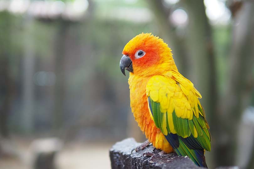 Conures close up