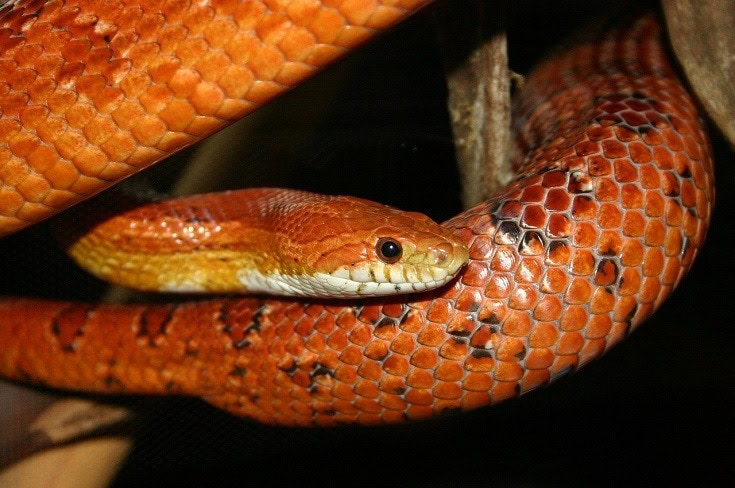 Corn Snake - Pantherophis guttata