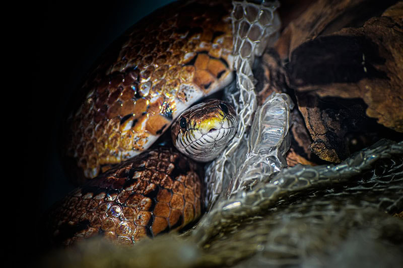 Corn Snake Shedding it's Skin