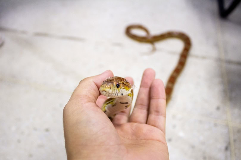 Corn snake in hand