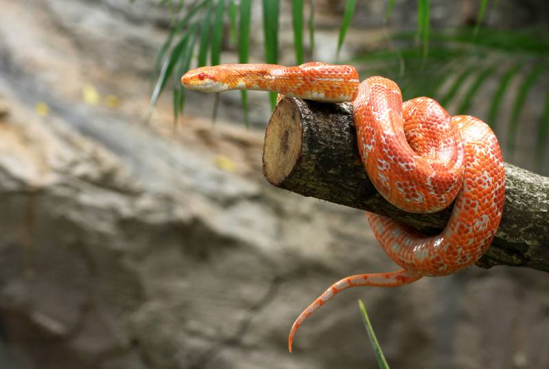Corn snake on a branch