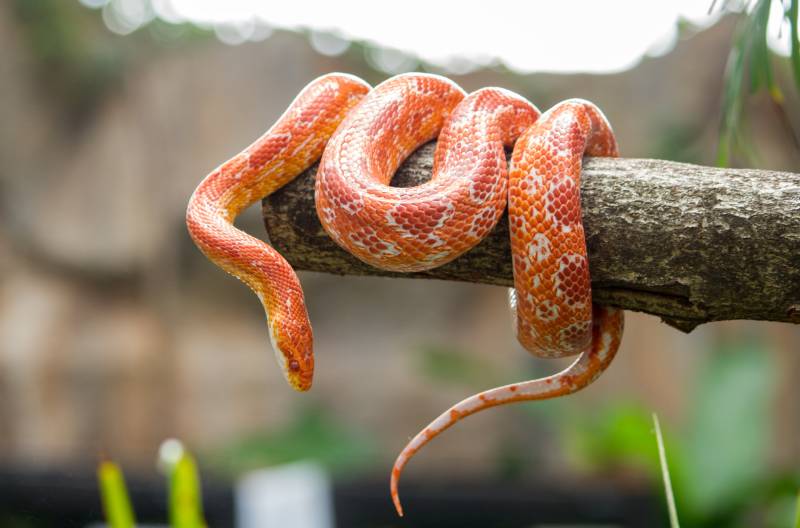 Corn snake on a branch