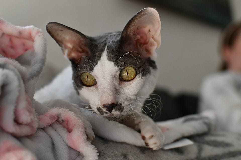 White and grey cornish rex cat 
