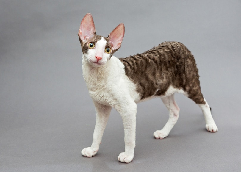 Cornish Rex Cat