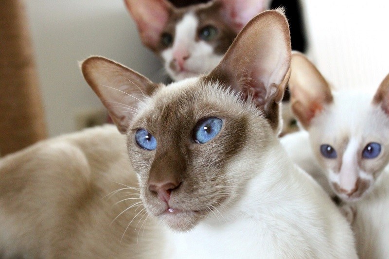 Cornish Rex Cats