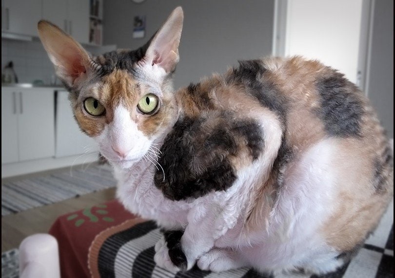 Cornish Rex cat