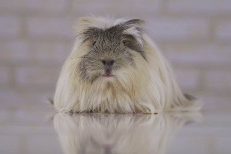 Coronet guinea pig on the floor