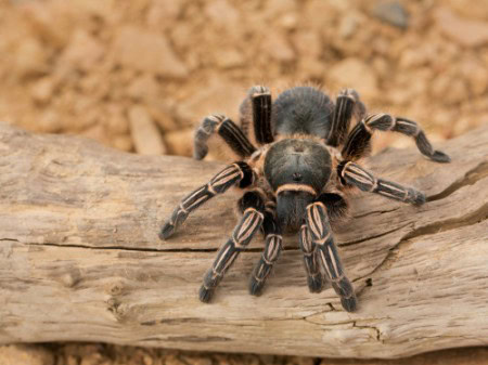 Costa Rican Zebra Tarantula