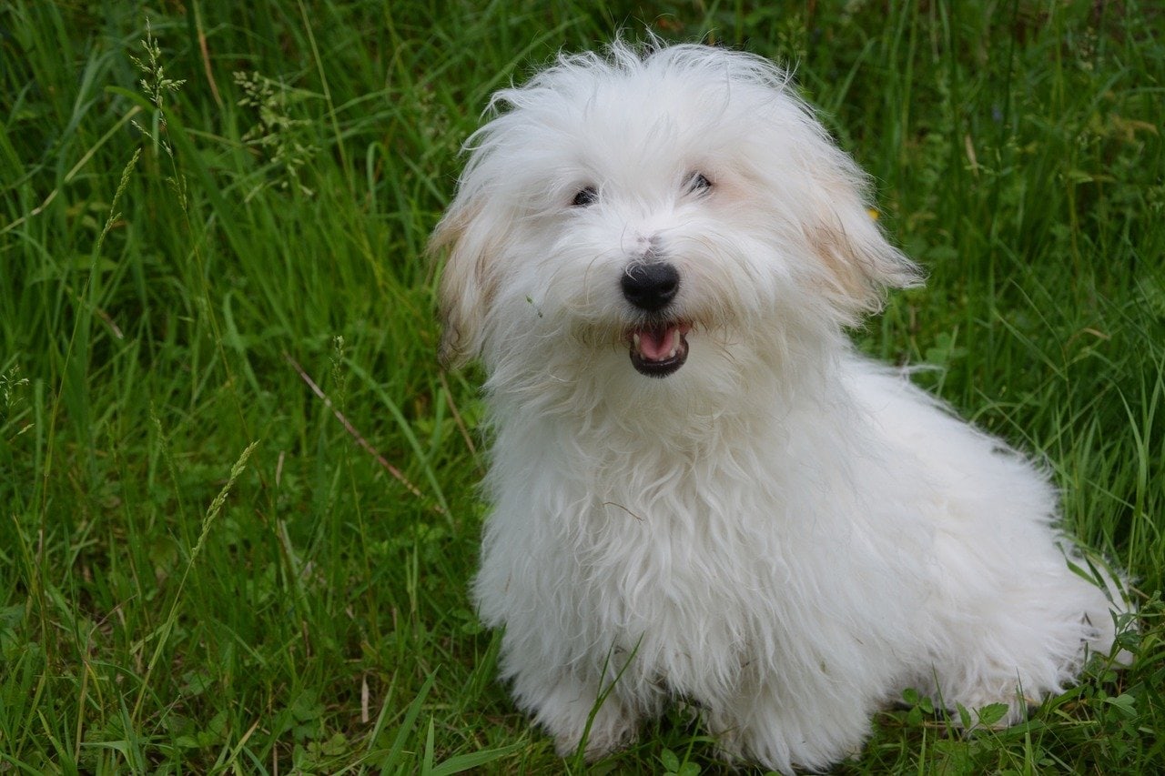 Coton de Tulear