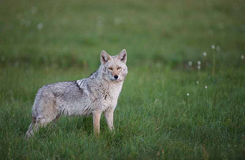 coywolf in lush grassy meadow habitat