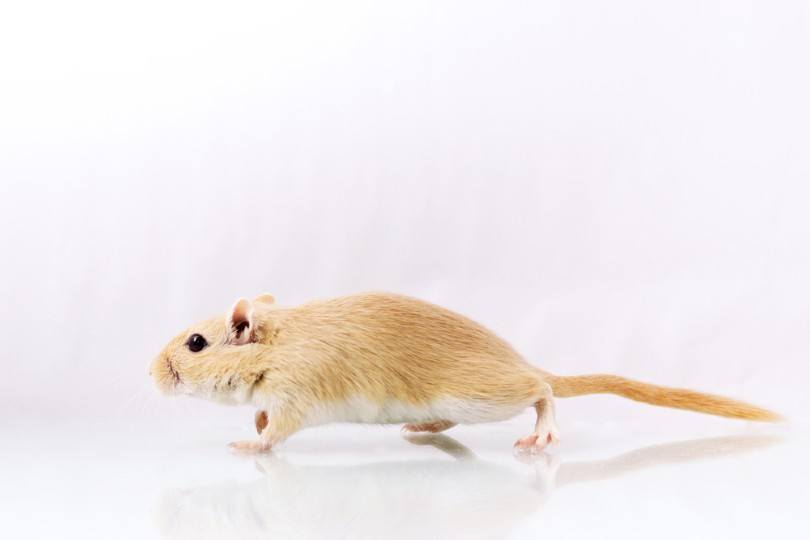 Cream Argente Gerbil