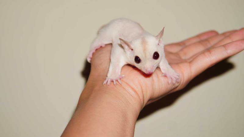 Creamino Sugar Glider with ruby eyes
