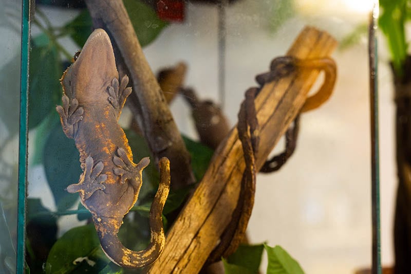 Crested Gecko Climbing Glass of the Aquarium