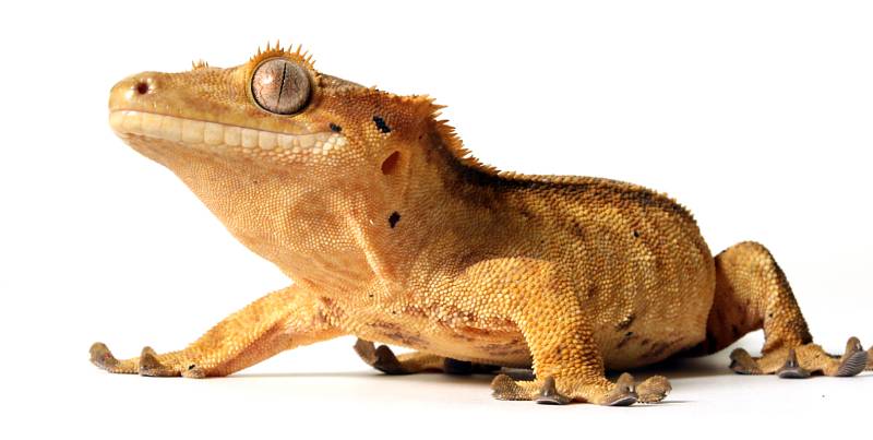 Crested Gecko looking at the camera