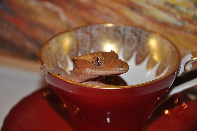 Crested gecko cup