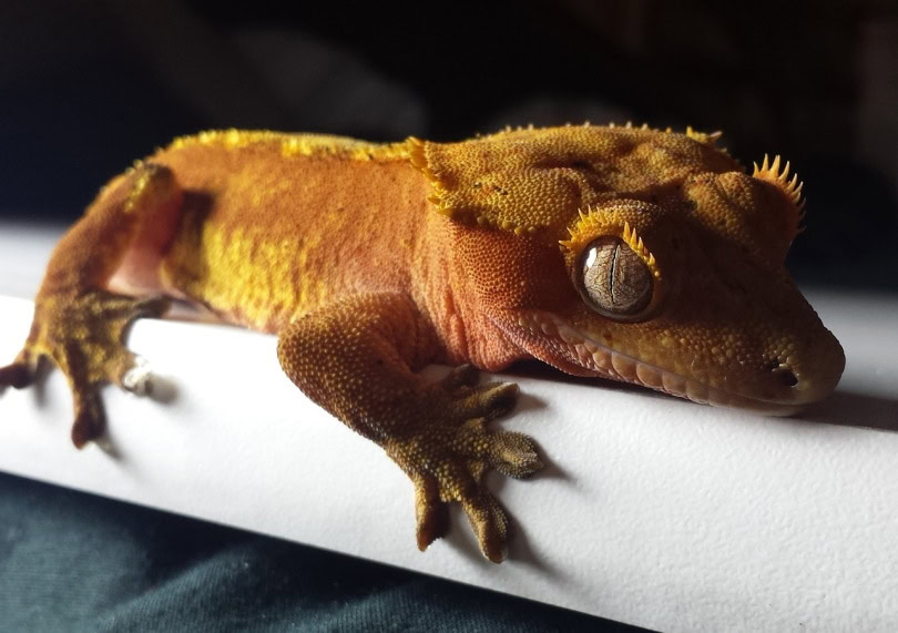 Crested gecko resting on table