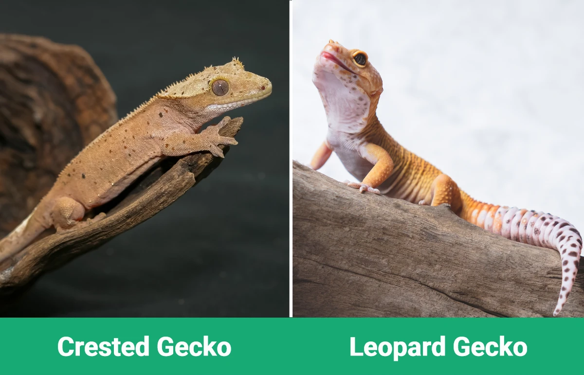 Crested vs Leopard Gecko - Visual Differences