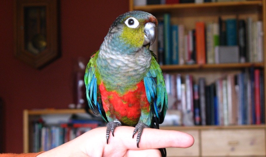 Crimson Bellied Conure Close Up