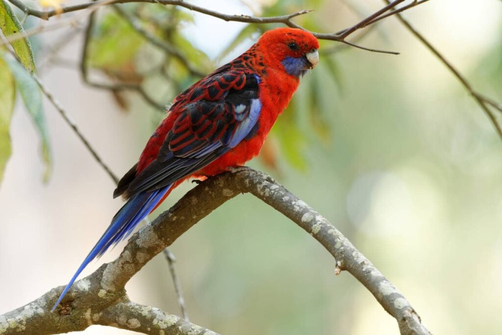 Crimson Rosella Side view_MArtin Pelanek_Shutterstock