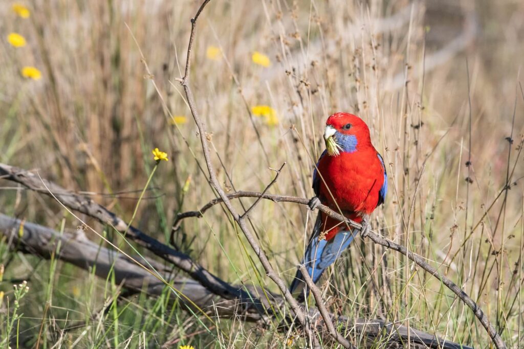 Crimson Rosella eating_Pixabay