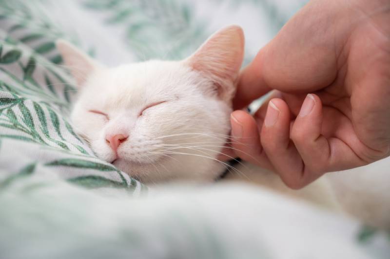Cropped shot of someone hand scratching and plying a white cat while sleeping