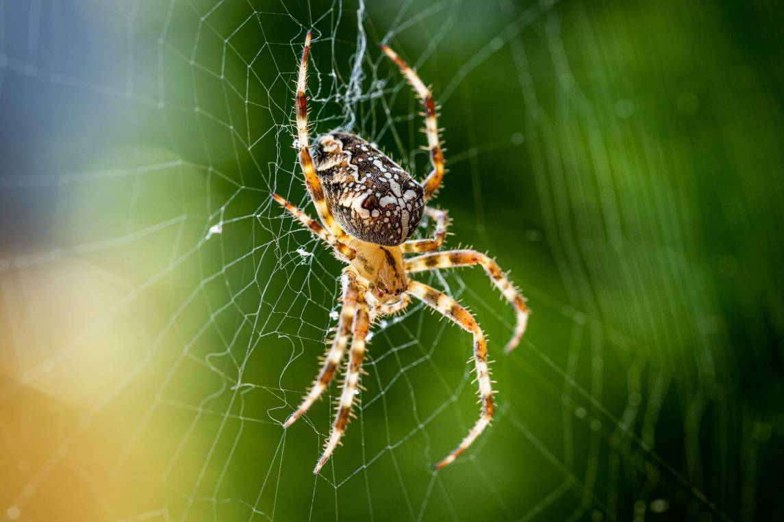Cross Orb Weaver close up_Novama_Shutterstock
