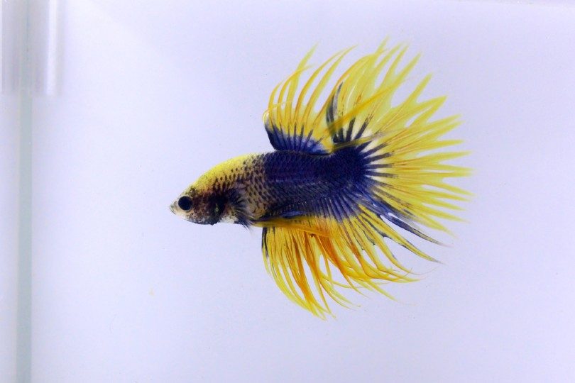 Crowntail Betta Fish