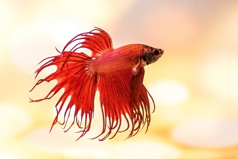Crowntail Siamese fighting fish betta_Akarat Thongsatid_shutterstock
