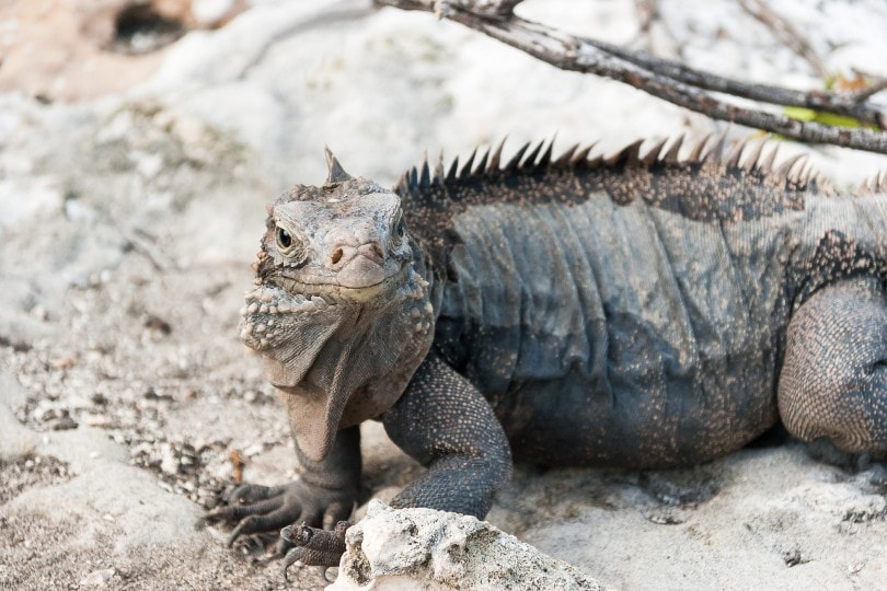 Cuban Rock Iguanas