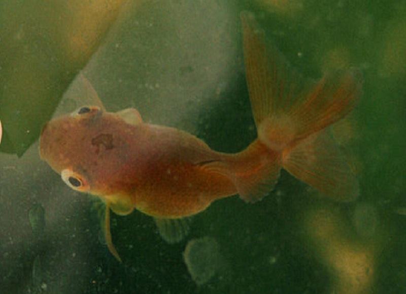 Curled gill goldfish