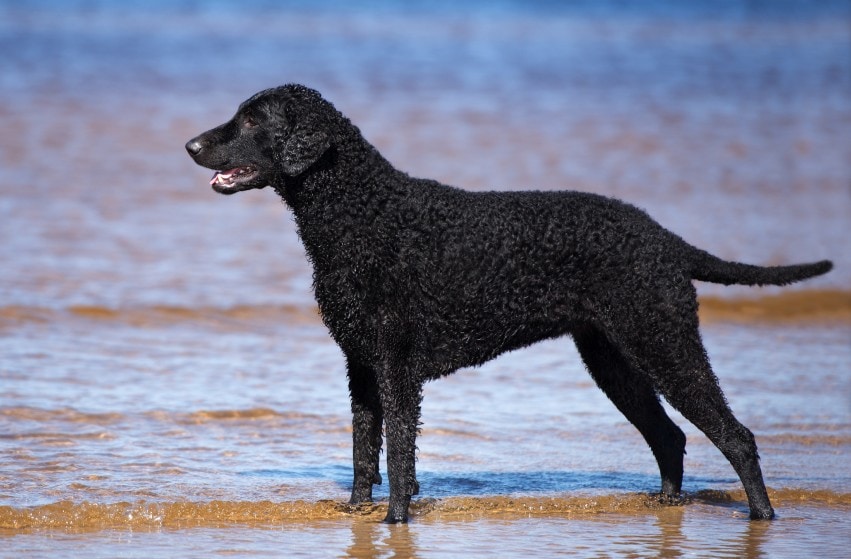 Curly-Coated Retriever