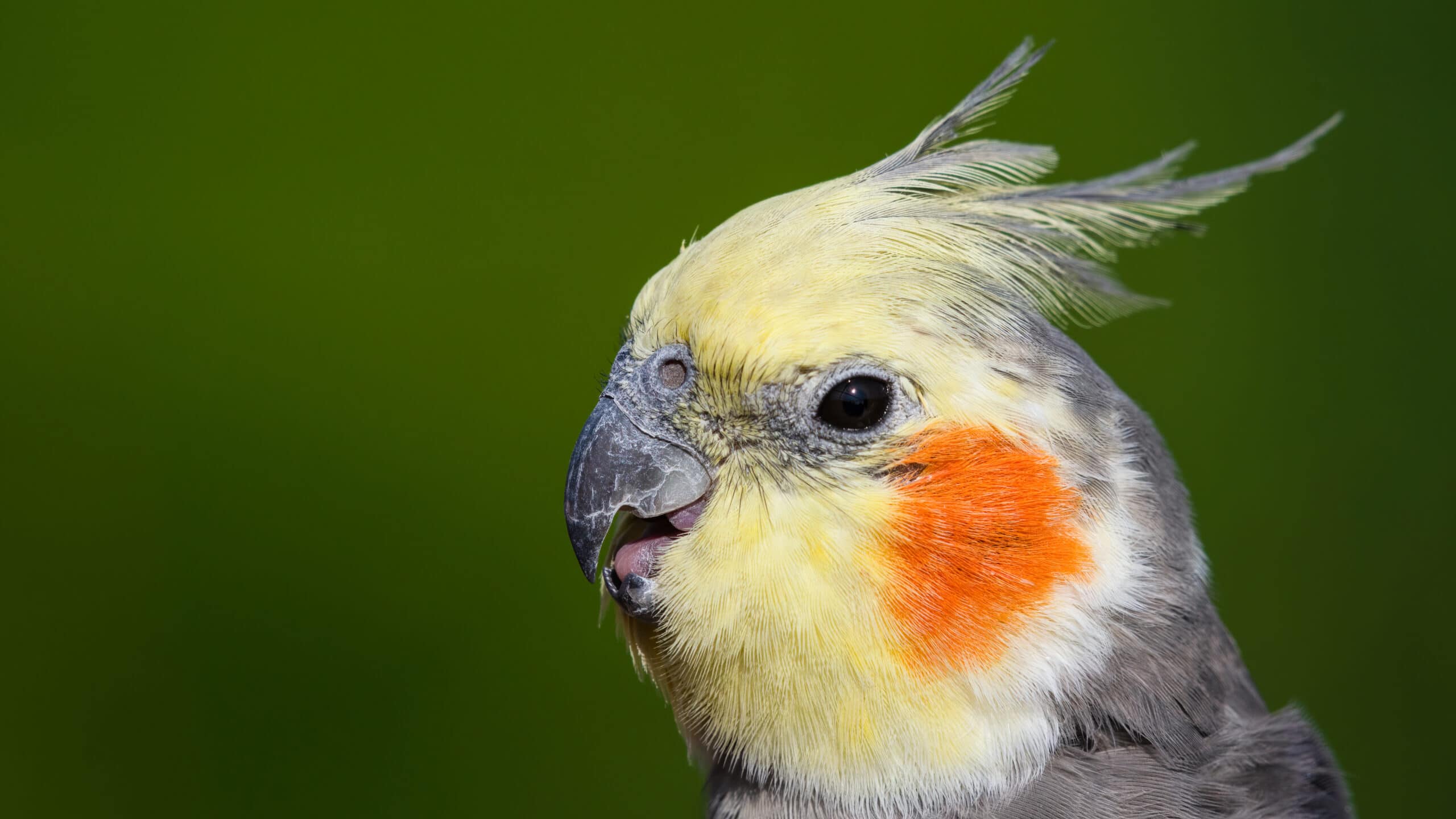 Cute Cockatiel With Its Beak Open