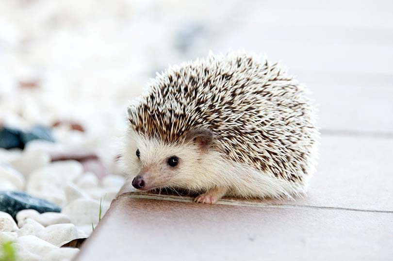Cute Hedgehog