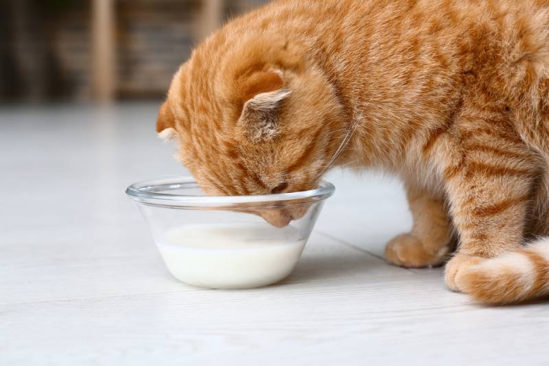 Cute Scottish fold cat drinking milk at home