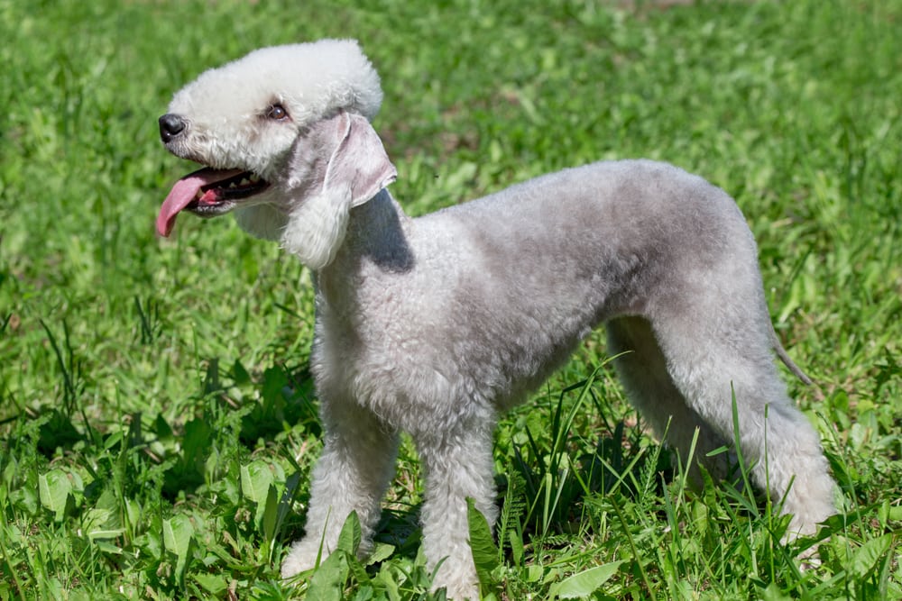 Cute bedlington terrier puppy is standing on a green grass with lolling tongue
