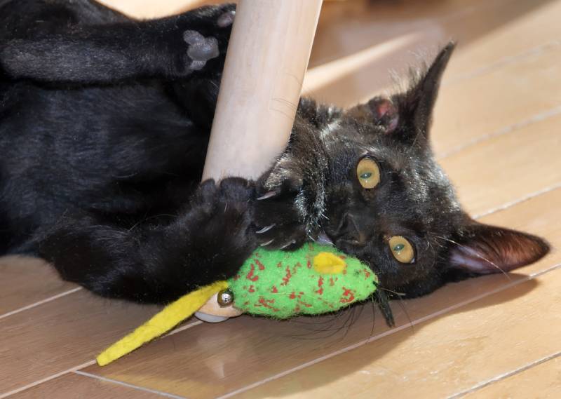 How Much Does A Bombay Cat Cost 2026 Price Overview The Vet Desk How Much Does A Bombay Cat Cost 2026 Price Overview The Vet Desk