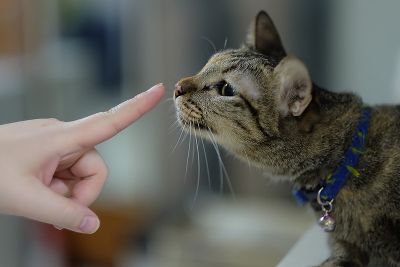 Cute cat is smelling the woman fingers