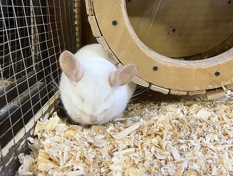 Cute chinchilla and bedding