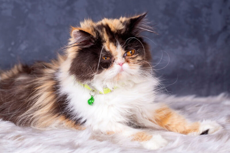 Cute exotic chinchilla Persian calico long hair cat