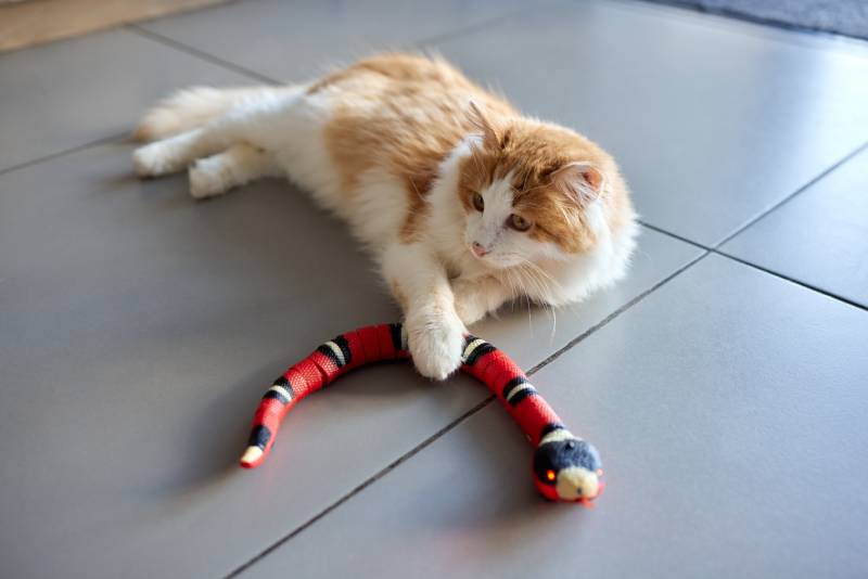 Cute ginger cat is playing green and blue color snake toy
